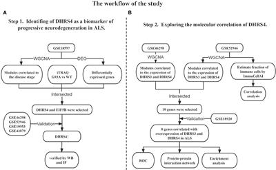 Identification of Molecular Correlations Between DHRS4 and Progressive Neurodegeneration in Amyotrophic Lateral Sclerosis By Gene Co-Expression Network Analysis